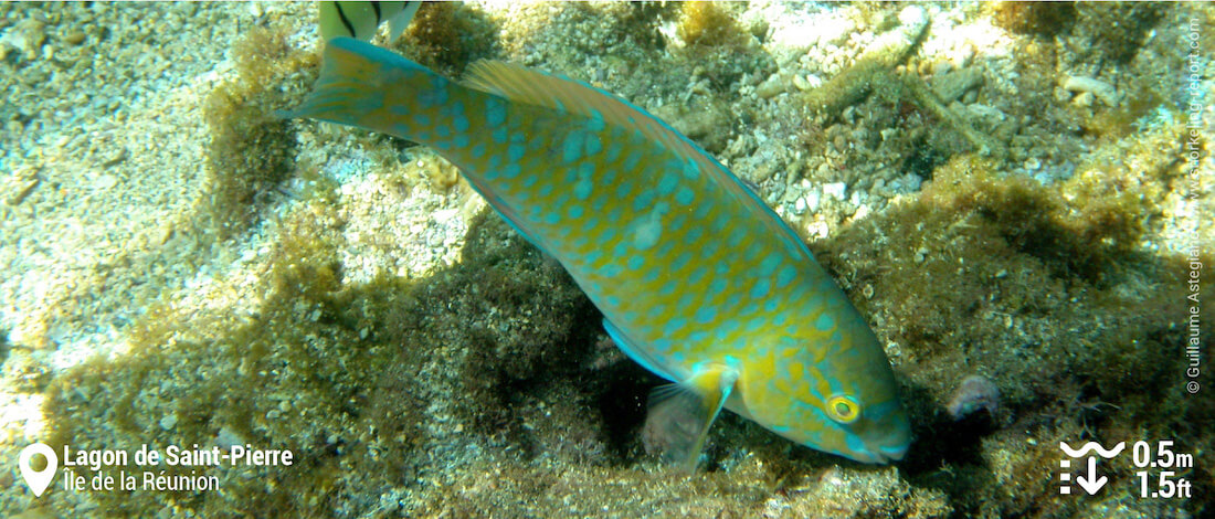 Poisson-perroquet au lagon de Saint-Pierre, La Réunion