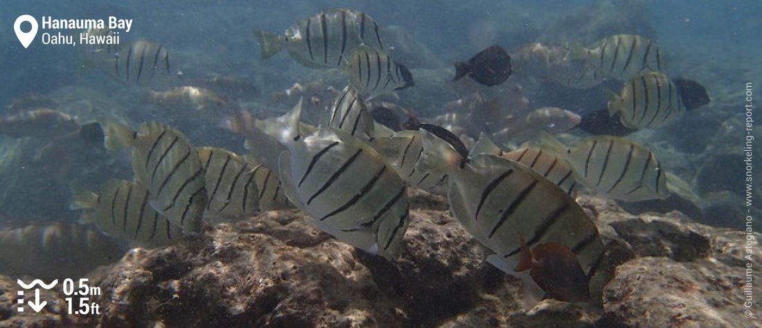 Poissons-chirurgiens bagnards à Hanauma Bay