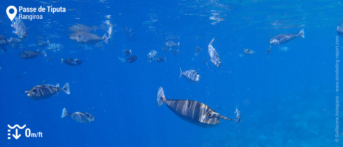 Poissons-chirurgiens dans la passe de Tiputa - Snorkeling à Rangiroa