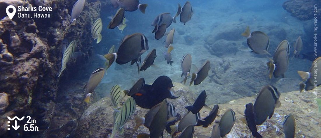 Poissons-chirurgiens à Sharks Cove, Oahu