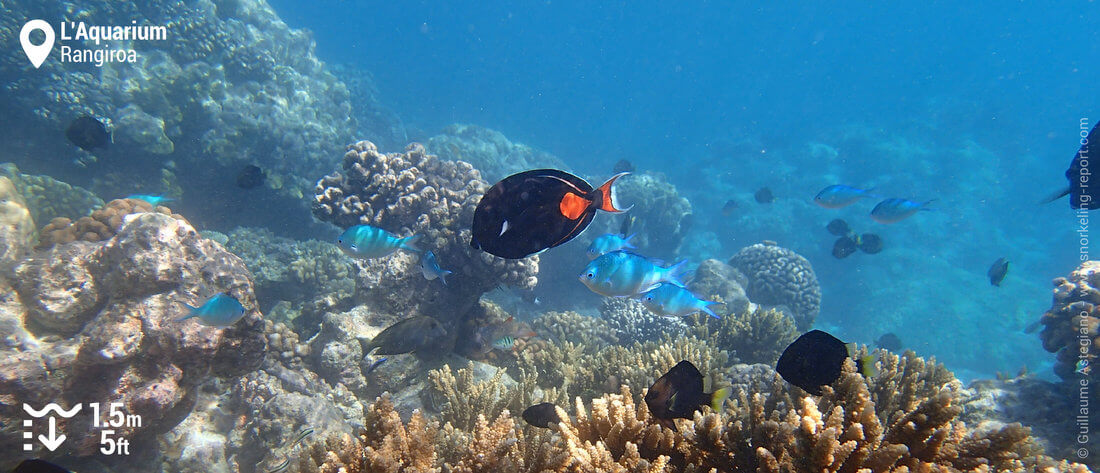 Poissons sur le récif de l'Aquarium - Snorkeling à Rangiroa