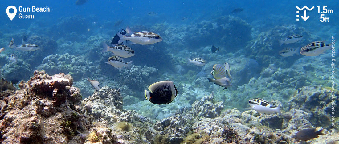 Snorkeling sur le récif de Gun Beach, Guam