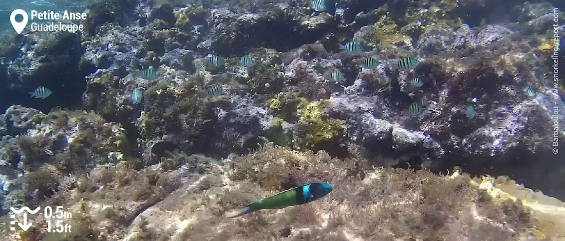 Sergents majors sur le récif de Petite Anse, Guadeloupe