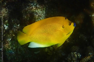 Threespot angelfish