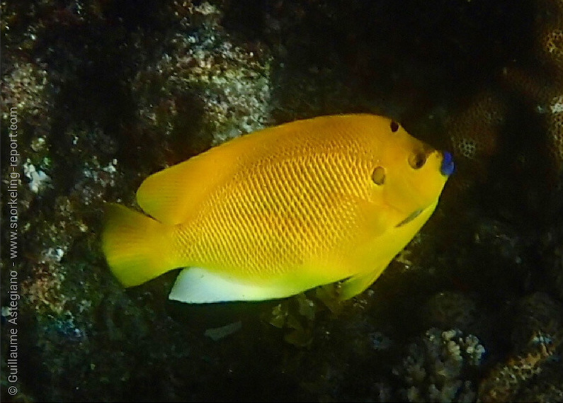 Poisson-ange à trois taches