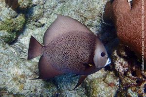 Gray angelfish