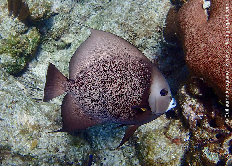 Gray angelfish