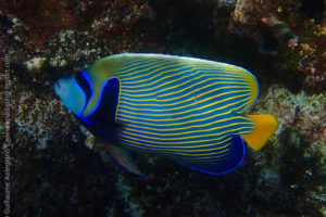 Emperor angelfish