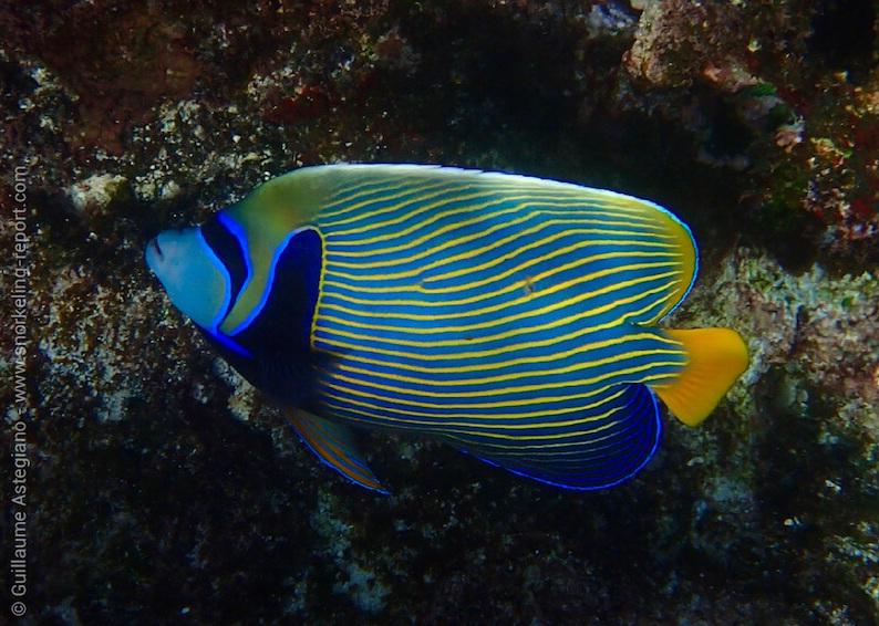 Emperor angelfish