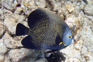 French angelfish