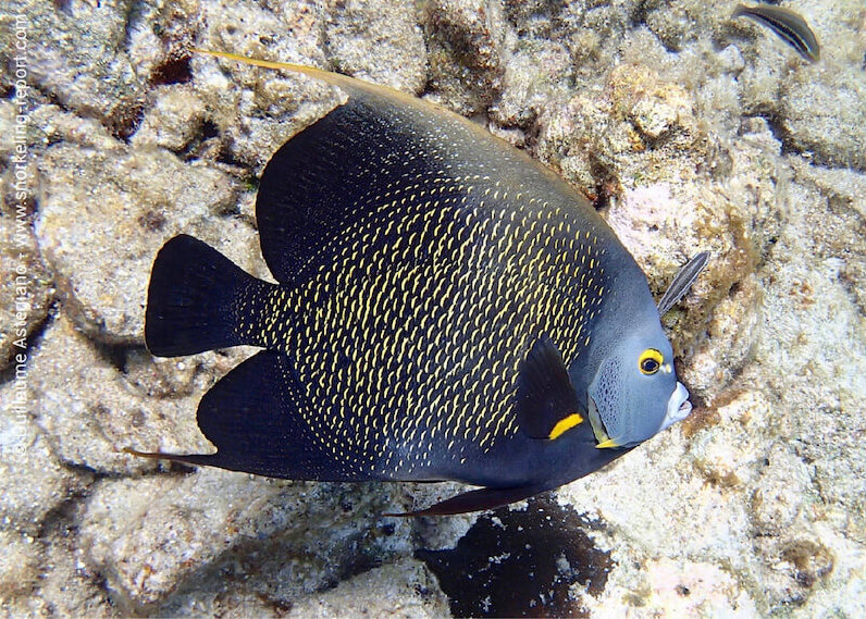 French angelfish