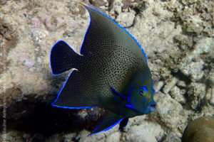 Semicircle angelfish