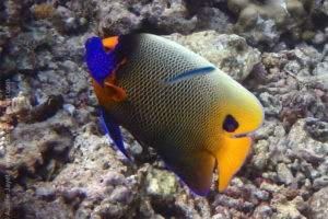 Blueface angelfish