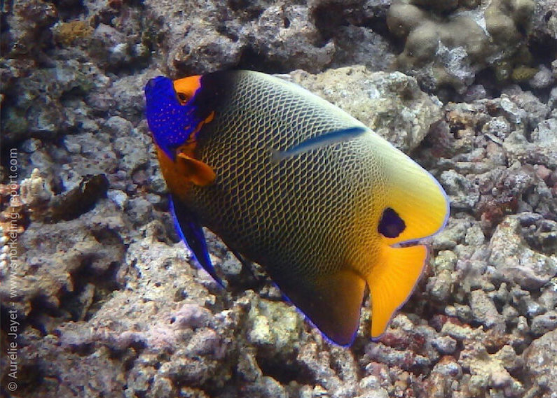 Blueface angelfish