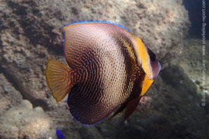 Cortez angelfish