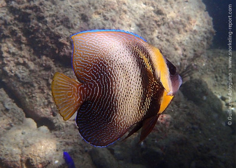 Cortez angelfish