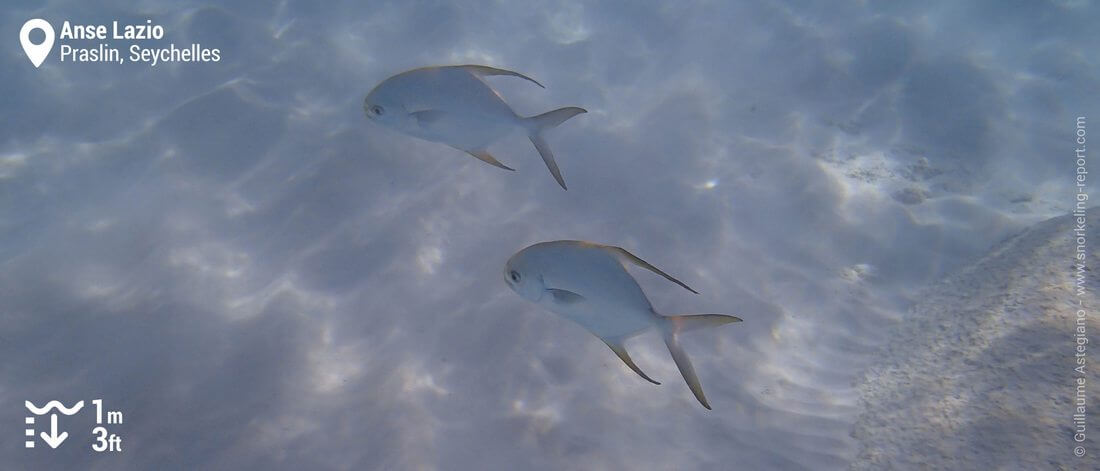 Pompano fish at Anse Lazio - Snorkeling in Praslin