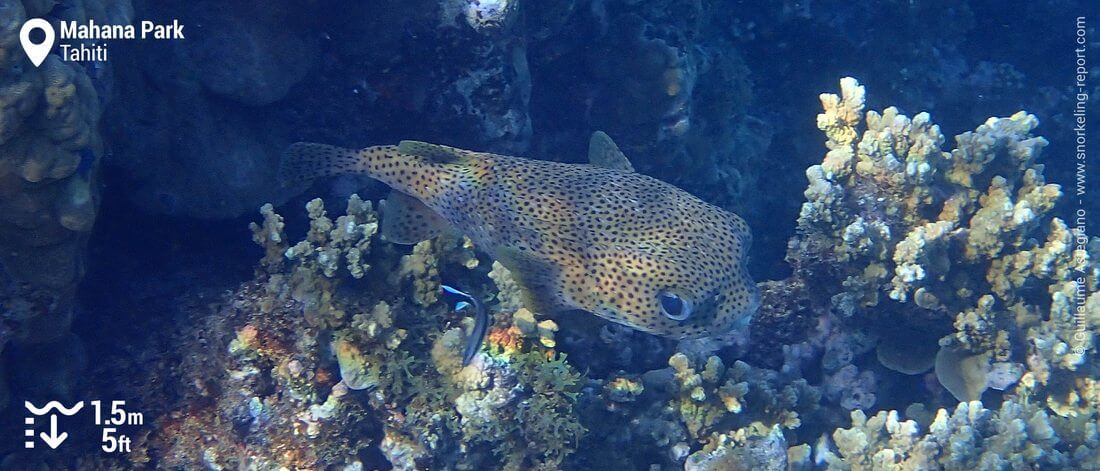 Porcupinefish snorkeling at Mahana Park, Punaauia, Tahiti