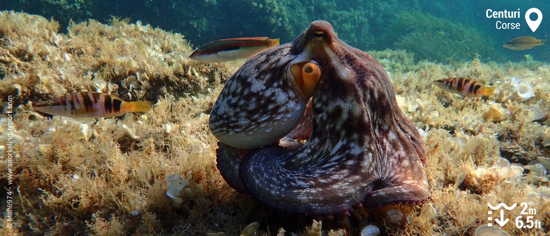 Poulpe et poissons à Centuri, Corse