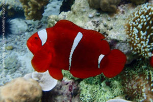 Poisson-clown à joues épineuses