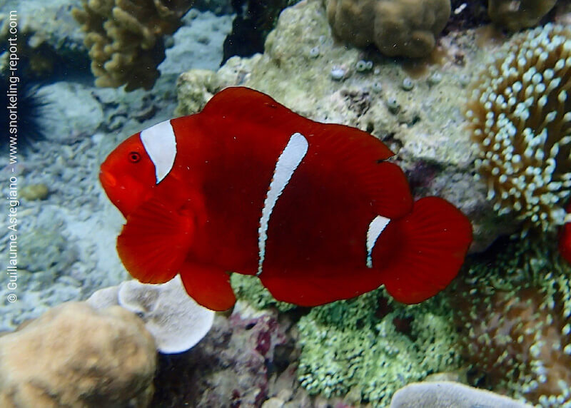 Poisson-clown à joues épineuses