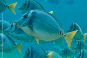 Razor surgeonfish