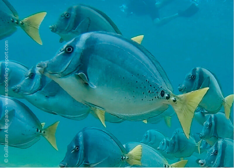 Razor surgeonfish