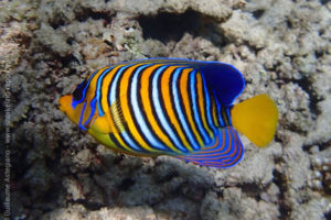 Regal angelfish