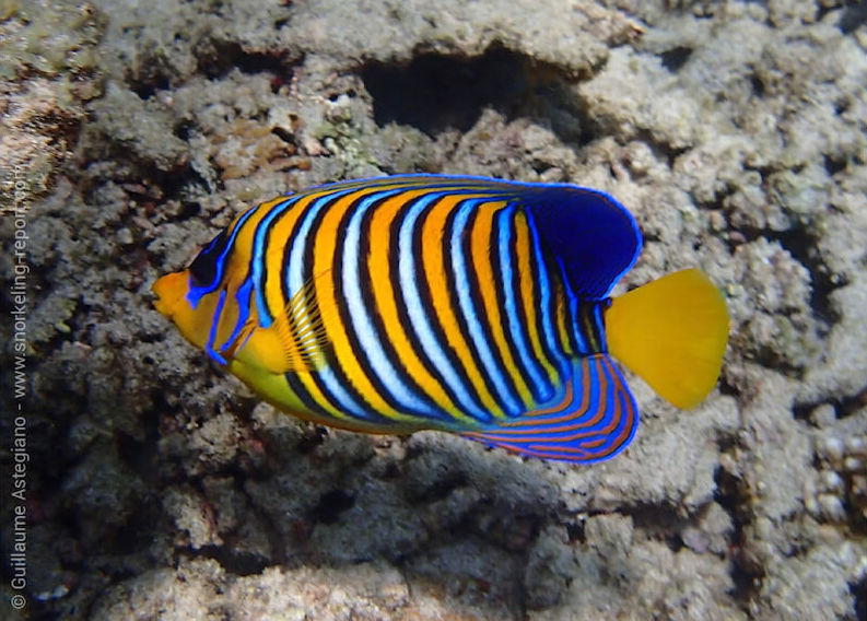 Regal angelfish