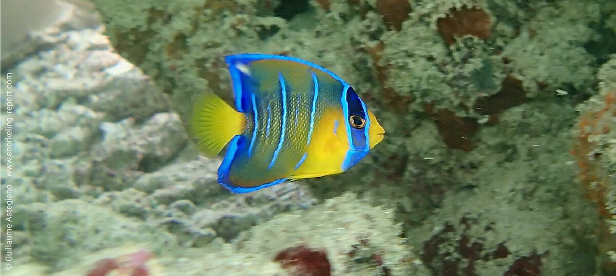 Juvenile queen angelfish in Mexico