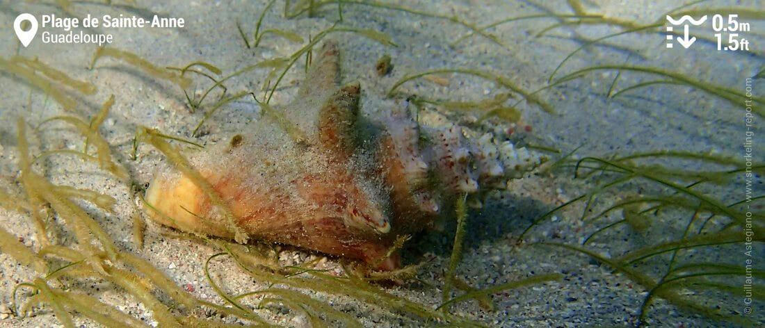 Queen conch at Ste Anne Beach, Guadeloupe