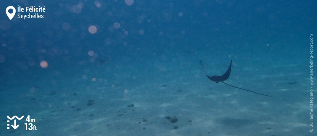 Snorkeling avec des raies aigles à l'île Félicité, Seychelles