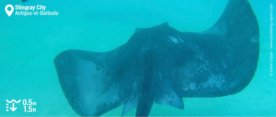 Snorkeling avec les raies pastenague de Stingray City, Antigua