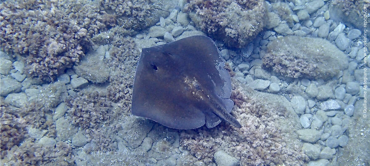 Raie-pastenague à la Marine de Negru