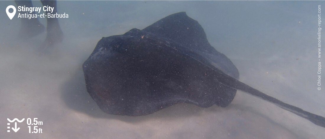 Snorkeling avec les raies pastenague de Stingray City, Antigua