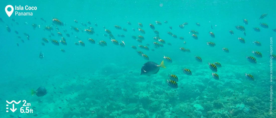 Razor surgeonfish and sergeant-major at Isla Coco