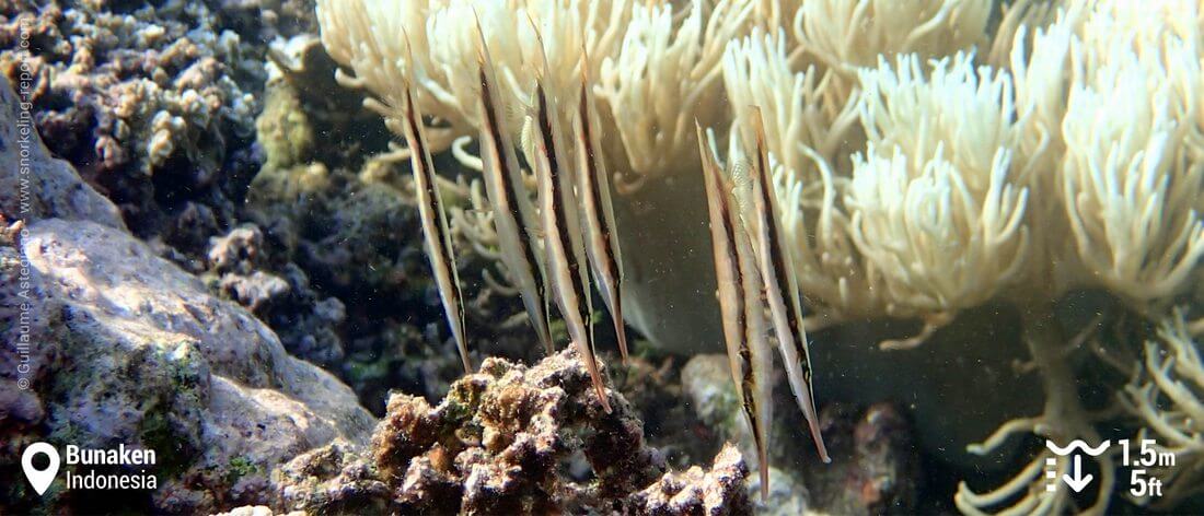 Razorfish at Bunaken, Indonesia