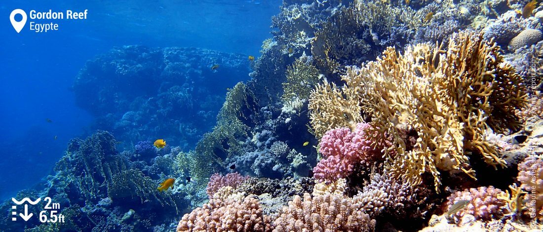 Le récif corallien à Gordon Reef, Mer Rouge