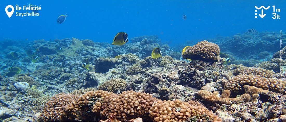 Récif corallien à l'île Félicité, Seychelles