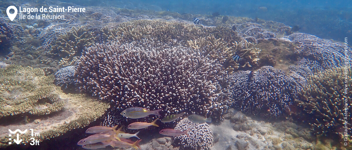 Récif corallien dans le lagon de Saint-Pierre, La Réunion