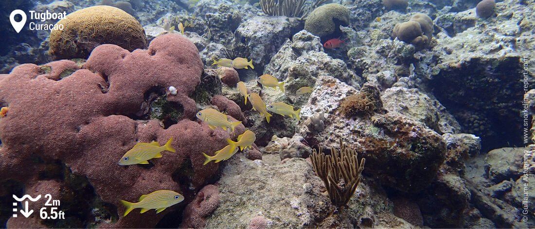 Récif corallien au Tugboat, Curaçao