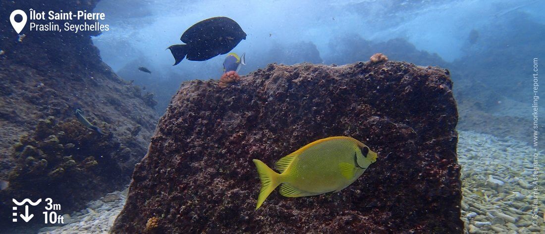 Snorkeling à l'îlot Saint-Pierre, Seychelles