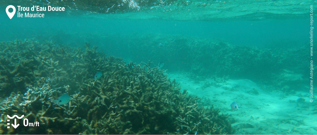 Récif de Trou d'Eau Douce, Île Maurice