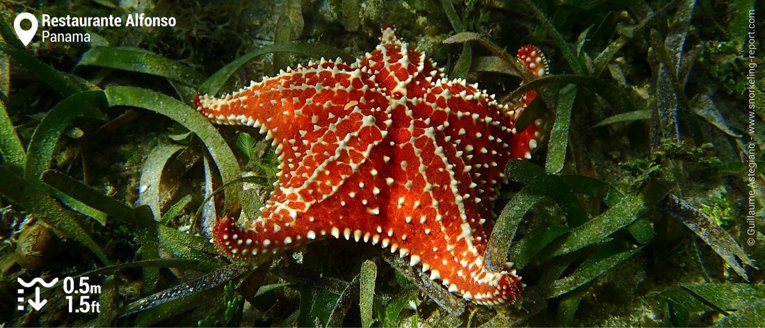 Red cushion sea star in Bocas del Toro