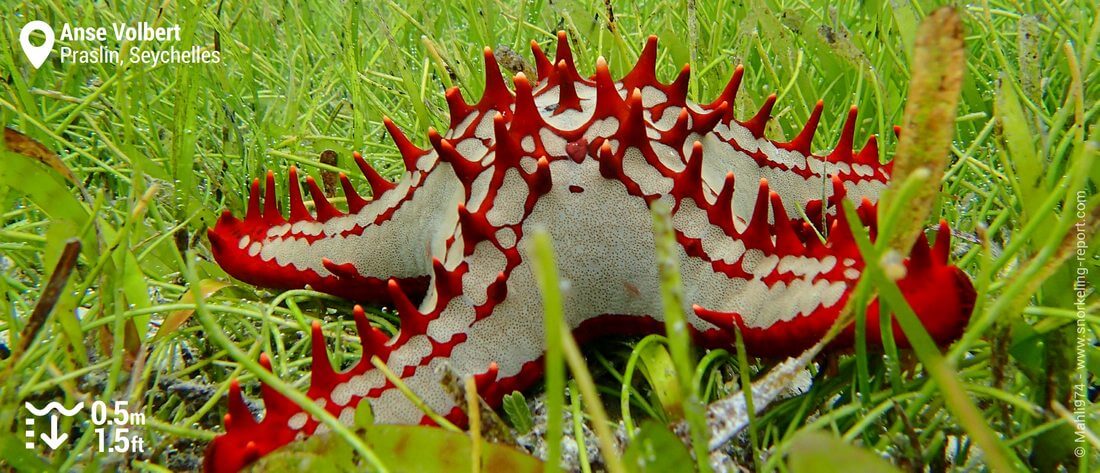 Red knobbed starfish at Anse Volbert, Praslin