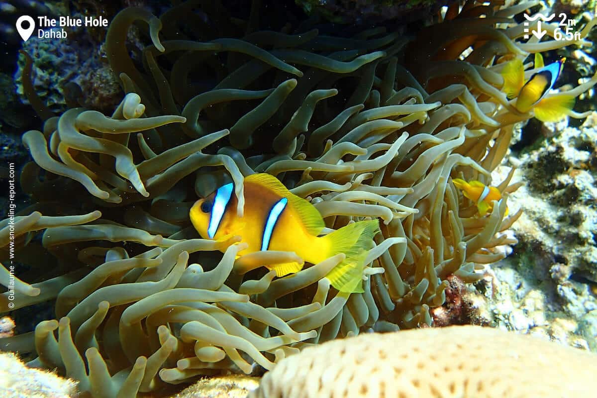 Red Sea anemonefish at Dahab's Blue Hole