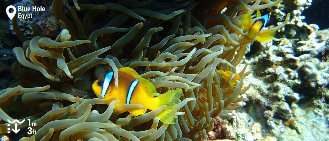 Red Sea clownfish in Dahab's Blue Hole, Red Sea