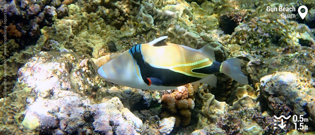 Reef triggerfish in Gun Beach, Guam