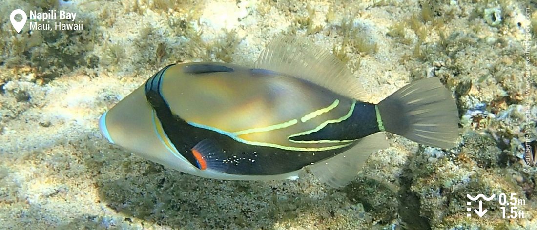 Reef triggerfish at Napili Bay