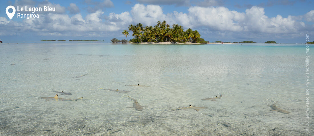 Requins au Lagon Bleu, Rangiroa
